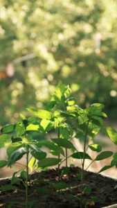 Simple Steps to Create a Sustainable Garden in Your Backyard